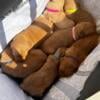 AKC GOLDEN RETRIEVER PUPPIES!!!!!