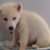 5 Siberian Husky puppies