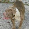 American bully female