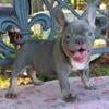 French bulldog puppies for sale near Gainesville Florida