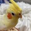 Beautiful Hand-raised Cockatiel