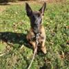 Female Belgian Malinois puppies