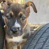 Belgian Malinois × Pitbull Puppies – Well-Started, Purpose-Bred