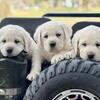 English lab puppies
