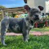 Male Merle Frenchie to LOVE