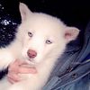 Siberian husky (AKC) registered