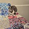 Devon rex male blue & white bi color