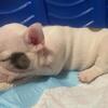 French Bulldog Puppies!
