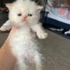 Beautiful flame point Himalayan kittens available in October