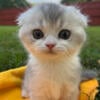 Scottish Fold and Scottish Straight Kittens