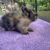 Netherland Dwarf Tort bunny
