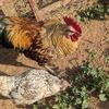 Bogo Special Chickens/ Chicks / Pullets / Hens/ Roosters