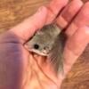 Pygmy Micro Squirrels (African Pygmy Dormice) - Orlando FL