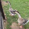 Free to good home: 2 geese
