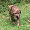 Boerboel/Mastiff Mix Male Merle