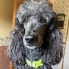 Standard Poodle Puppies in Wisconsin