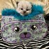 Persian  seal point Himalayan