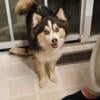 Male pomsky 16 months/ female pomsky 2 y/o