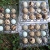 Coturnix quail chicks and eggs