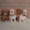 5 beautiful Bichpoos ( Bichon/poodle)