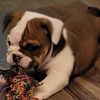 Female English Bulldog Puppy