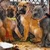 Cane Corso puppies for sale (AKC) 