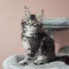 Tica maine coon kitten polydactyl female, pet or full registration