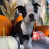 AKC Boston Terrier MALE Buster