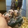 White Bellied Caiques Bulk Discounts 