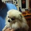 Akc white Teacup Male Pomeranian & PUPPIES FOR SALE $500