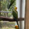 $300 Selling Sun Conure