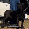 Cane Corso Breedings Coming Up