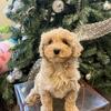 Cute Cockapoo Puppies