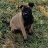 Belgian Malinois Akc registered