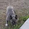 Adult blue merle frenchies 