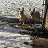 8 month old frenchie pups