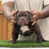Exotic Micro  Bullys 