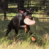 Doberman Stud Service Health Tested European male