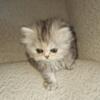 Persian Kitten's Available Now!