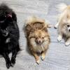 Teacup/ Toy Pomeranian Female