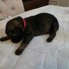 German Shepherd/Belgian Malinois mix puppies