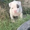 2 Males available 