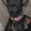 2 yr old blue female chi