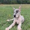 Euro Platinum Merle Great Dane Male Puppy