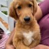 Puppies born on 4th of July golden retriever mix all female