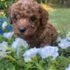 Malshipoo puppies! Ready to go soon!