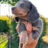 Looking for mini Dachshund Male Long Hair