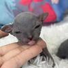 3 Beautiful Wrinkled Sphynx Kittens