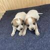 Jack Russell mix puppies