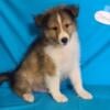 AKC Ch Bloodline Shetland Sheepdog